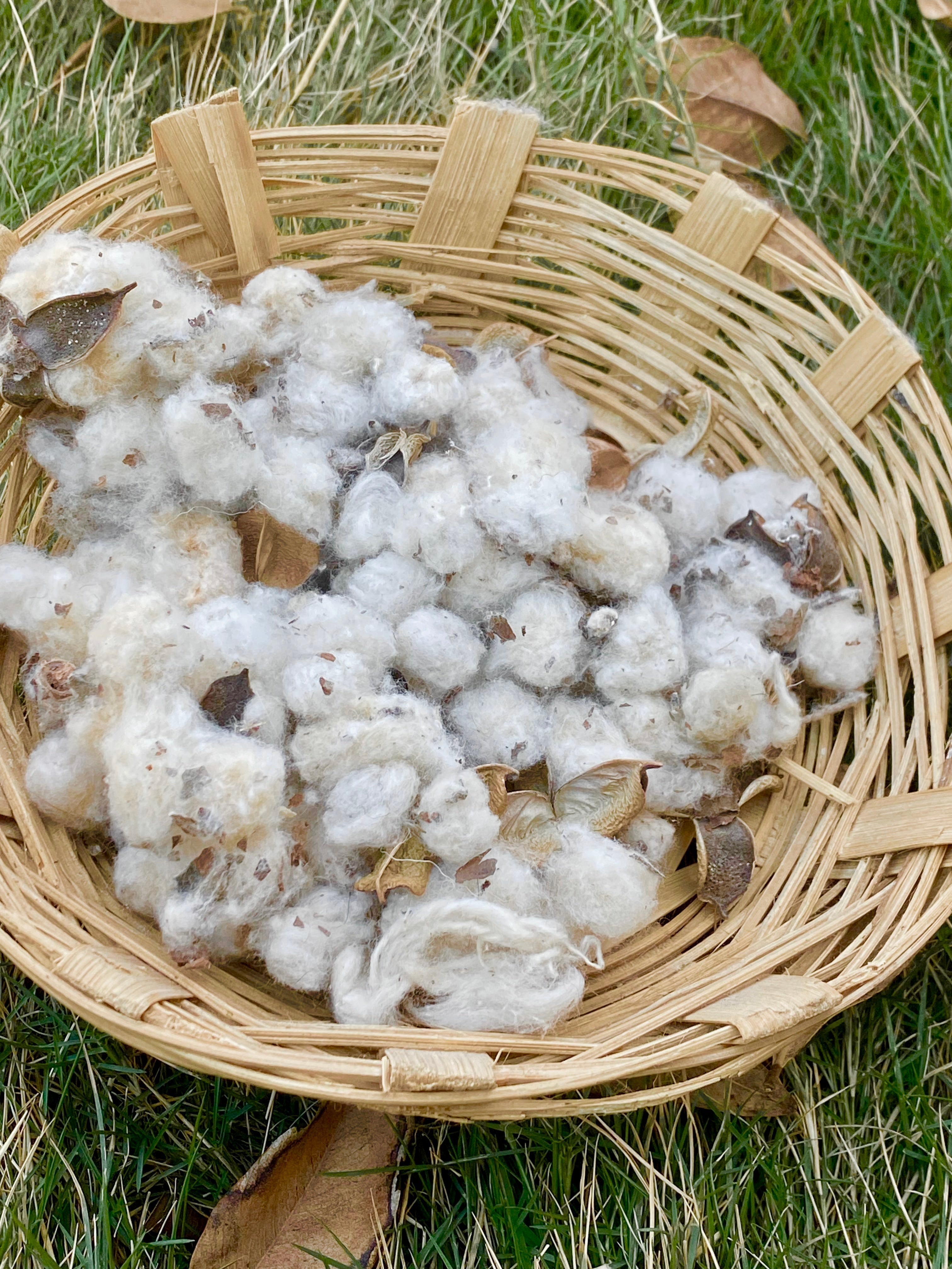 Freshly harvested, rain-fed Kala Cotton nestled in a woven basket—representing the seed-to-stitch ethos Mareen is rooted in.